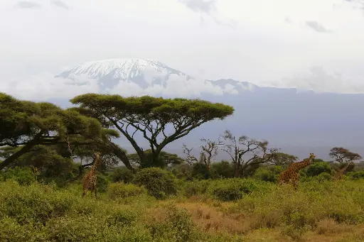 Kilimanjaro